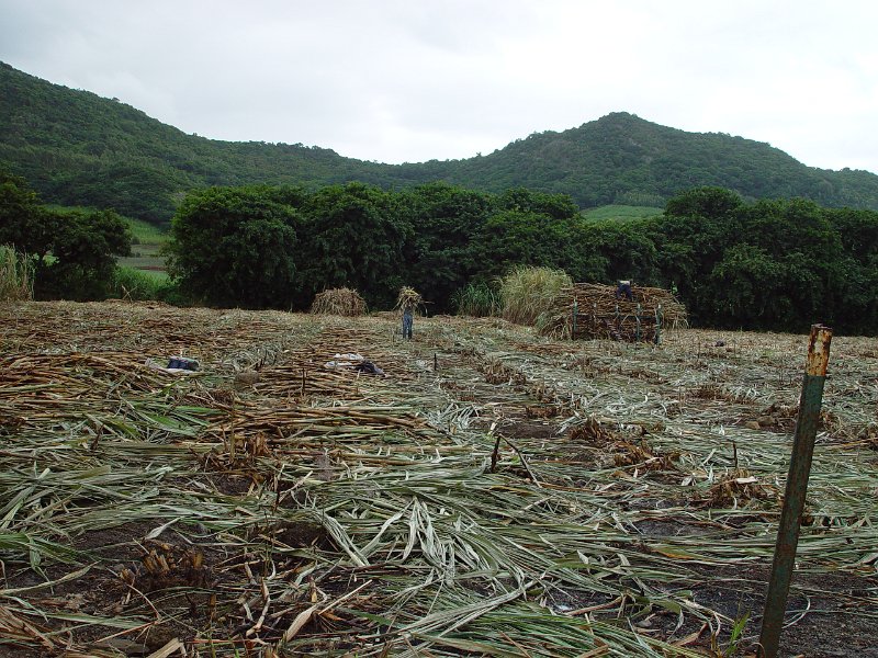 Mauritius 2006 (69).JPG